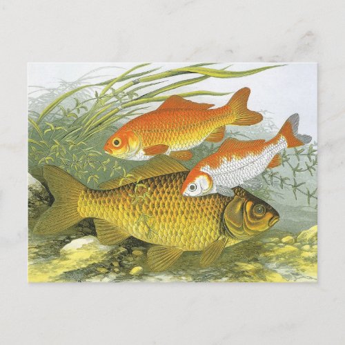 Vintage Goldfish Koi Fish Marine Aquatic Sea Life Postcard