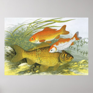 Vintage Goldfish Koi Fish, Marine Aquatic Sea Life Poster
