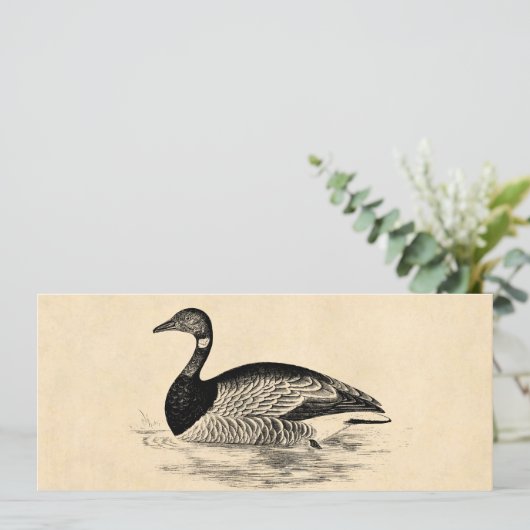Vintage Goose Illustration - 1800's Geese Template (Standing Front)