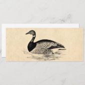 Vintage Goose Illustration - 1800's Geese Template (Front/Back)