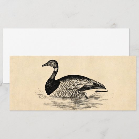 Vintage Goose Illustration - 1800's Geese Template (Front/Back)