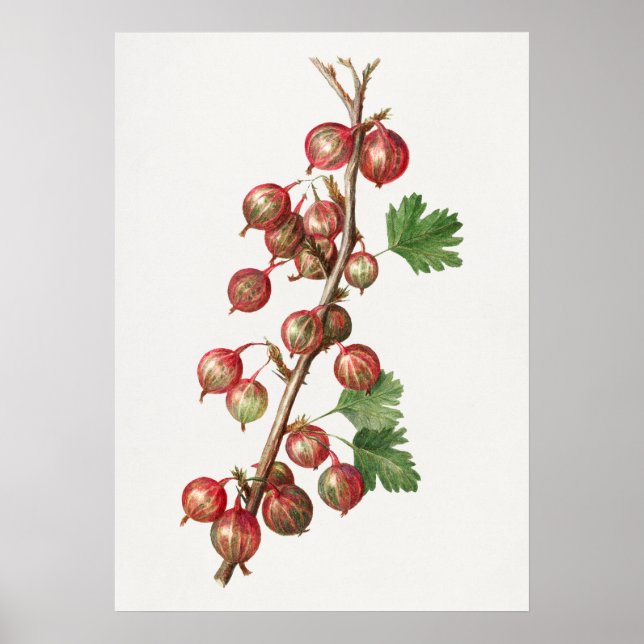 Vintage Gooseberries Illustration Poster (Front)