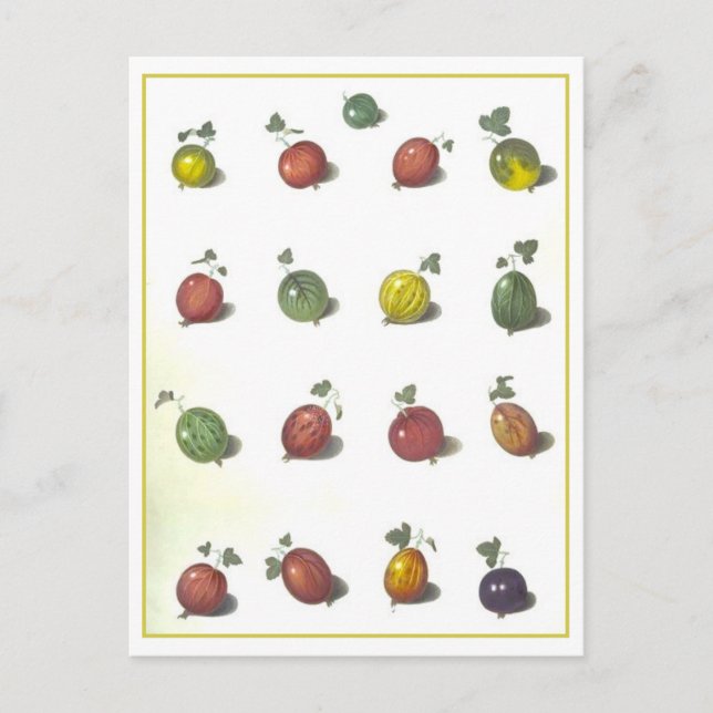 Vintage Gooseberries Postcard (Front)