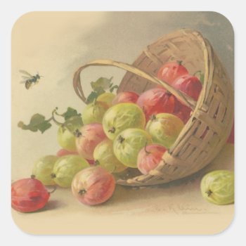 Vintage Gooseberries Square Sticker by Past_Impressions at Zazzle