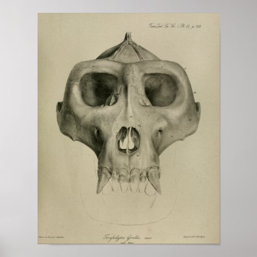 Vintage Gorilla Skull Anatomy Print Veterinary