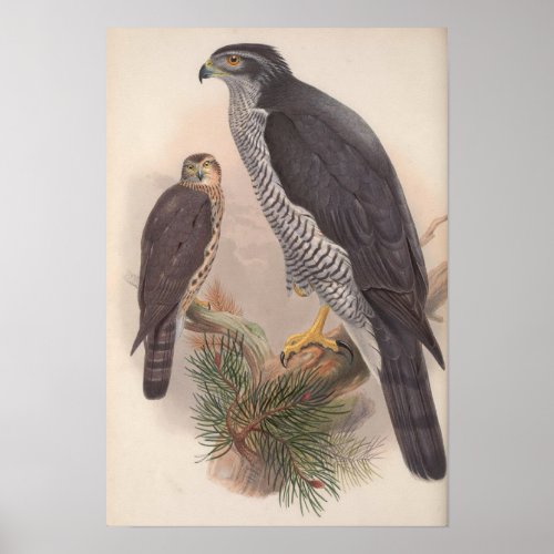 Vintage Goshawk Bird Poster