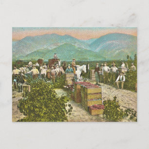 Vintage Grape Harvest Postcard