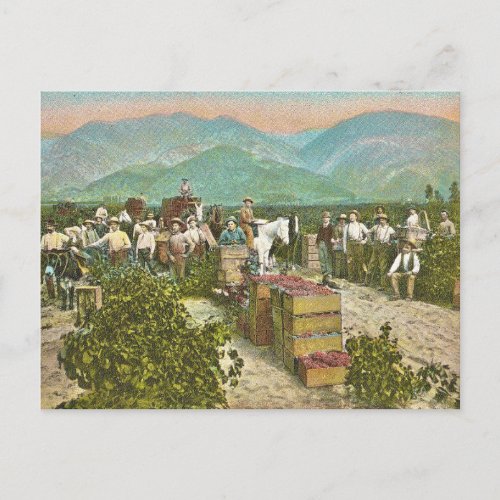 Vintage Grape Harvest Postcard