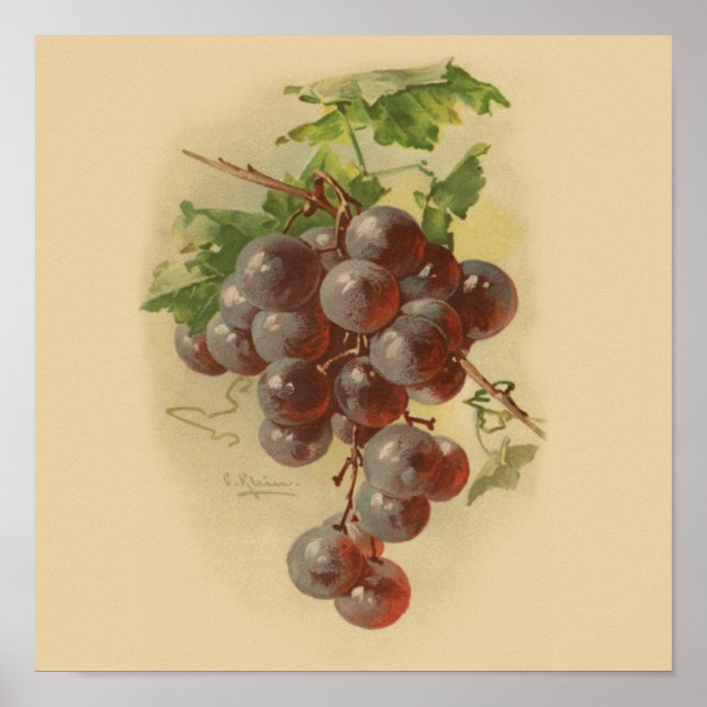 Vintage grapes poster (Front)