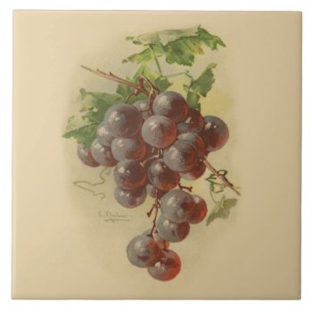 Vintage Grapes Tile by Past_Impressions at Zazzle