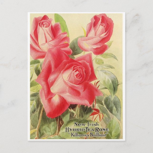 Vintage Graphic Postcard (Front)