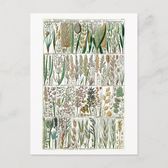 Vintage Grasses Botanical Chart Postcard (Front)