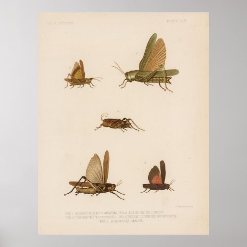 Vintage Grasshopper Diagram 1875 Poster