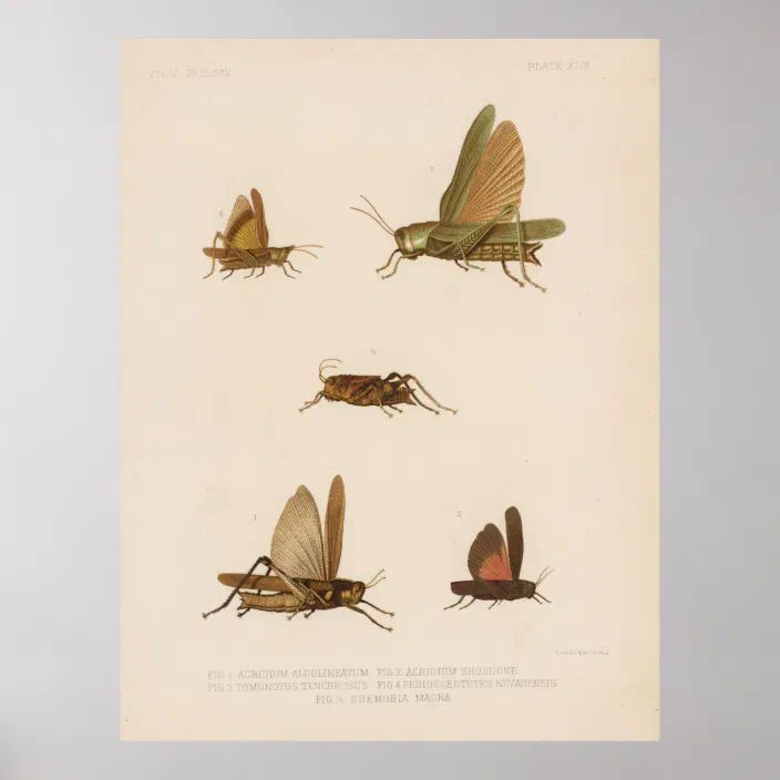 Vintage Grasshopper Diagram (1875) Poster | Zazzle.com