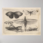 Vintage Grasshopper Entomology Insect Print (62) at Zazzle