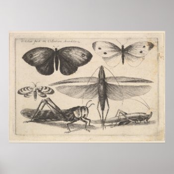 Vintage Grasshopper Entomology Insect Print (62) by expiredink at Zazzle
