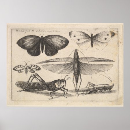 Vintage Grasshopper Entomology Insect Print (62)