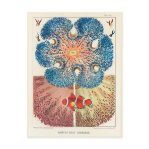 Vintage Great Barrier Reef Anemones Carol Fish Postcard