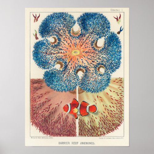 Vintage Great Barrier Reef Anemones Carol Fish Poster