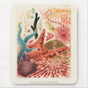 Vintage Great Barrier Reef Australia Echinoderms Mouse Pad