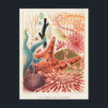 Vintage Great Barrier Reef Australia Echinoderms Postcard<br><div class="desc">Great Barrier Reef Echinoderms from The Great Barrier Reef of Australia (1893) by William Saville-Kent (1845-1908).</div>