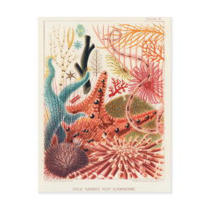 Vintage Great Barrier Reef Australia Echinoderms Postcard