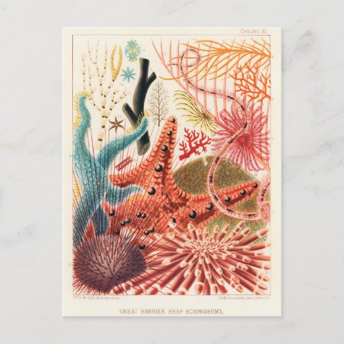 Vintage Great Barrier Reef Australia Echinoderms Postcard