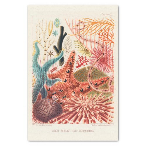Vintage Great Barrier Reef Australia Echinoderms Tissue Paper