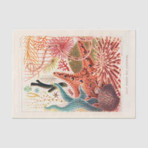 Vintage Great Barrier Reef Australia Echinoderms Tissue Paper