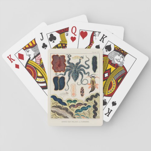 Vintage Great Barrier Reef Molluscs and Planarians Playing Cards