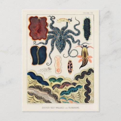 Vintage Great Barrier Reef Molluscs and Planarians Postcard