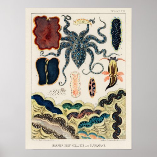 Vintage Great Barrier Reef Molluscs and Planarians Poster