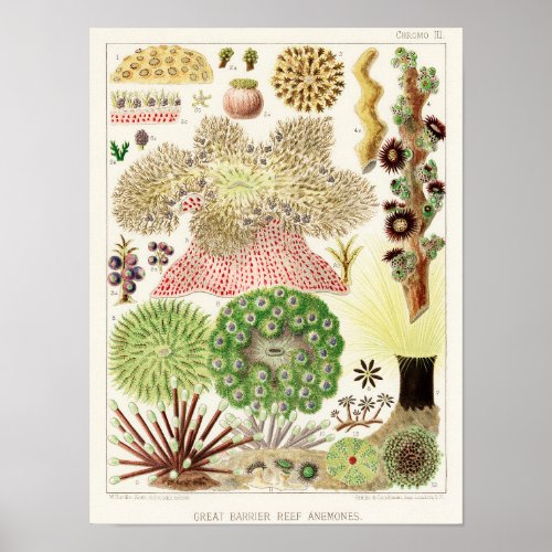 Vintage Great Barrier Reef of Australia Anemones Poster