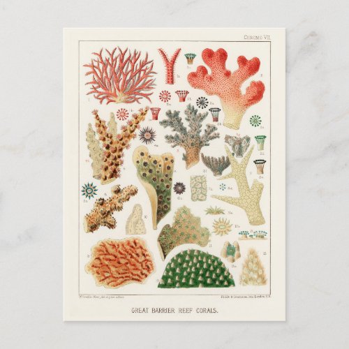 Vintage Great Barrier Reef of Australia Corals Postcard