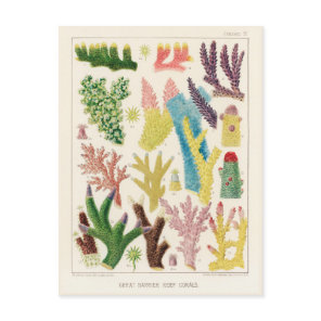 Vintage Great Barrier Reef of Australia Corals Postcard