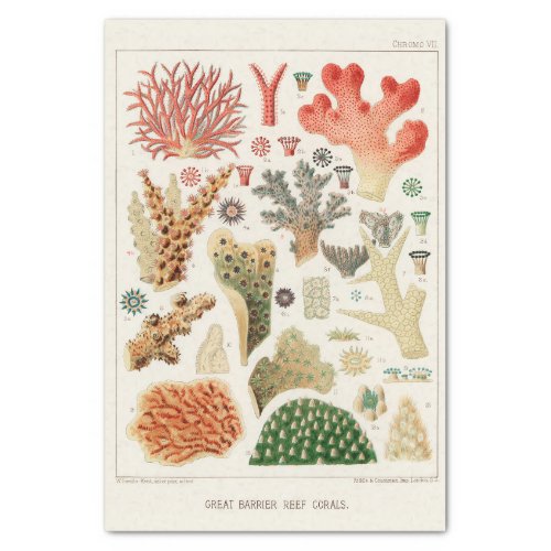 Vintage Great Barrier Reef of Australia Corals Tissue Paper