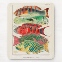 Vintage Great Barrier Reef of Australia Fishes