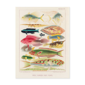Vintage Great Barrier Reef of Australia Fishes Postcard