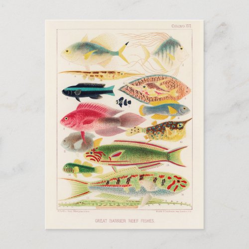 Vintage Great Barrier Reef of Australia Fishes Postcard