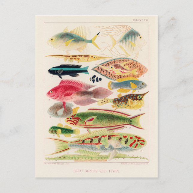 Vintage Great Barrier Reef of Australia Fishes Postcard (Front)