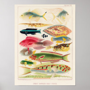 Vintage Great Barrier Reef of Australia Fishes Poster