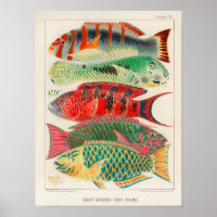 Vintage Great Barrier Reef of Australia Fishes