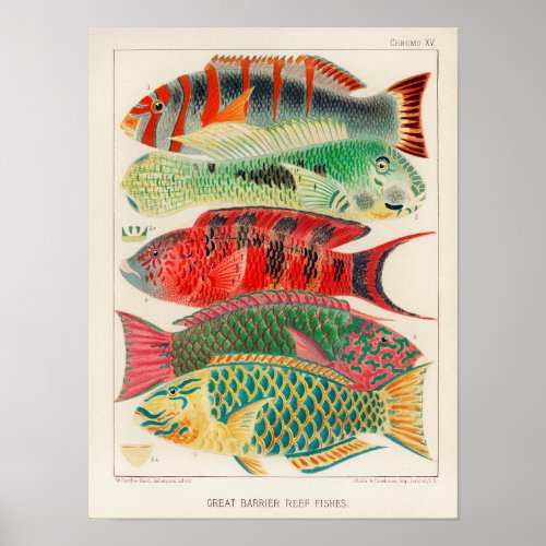 Vintage Great Barrier Reef of Australia Fishes Poster