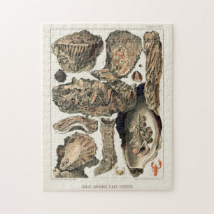 Vintage Great Barrier Reef of Australia Oysters Jigsaw Puzzle