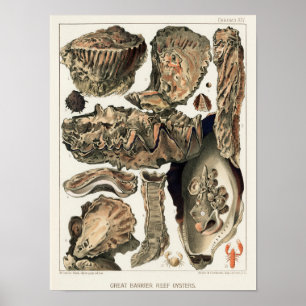 Vintage Great Barrier Reef of Australia Oysters Poster
