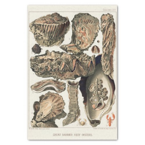 Vintage Great Barrier Reef of Australia Oysters Tissue Paper