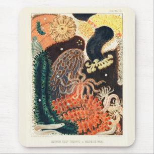 Vintage Great Barrier Reef Trepang or Bêche-de-Mer Mouse Pad