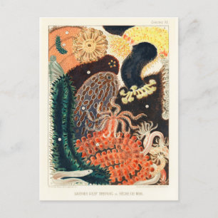 Vintage Great Barrier Reef Trepang or Bêche-de-Mer Postcard