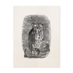 Vintage Great Horned Owl Halloween Owls Postcard