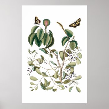 Vintage Green Botanical Poster by botanical_prints at Zazzle